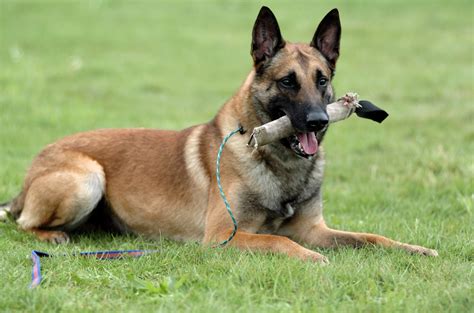 Pastor belga malinois Continuara.org