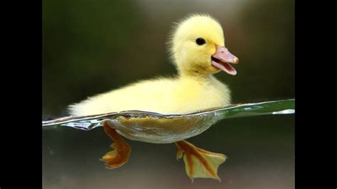 Patito bebe Continuara.org