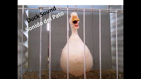 Patito sonido los Continuara.org