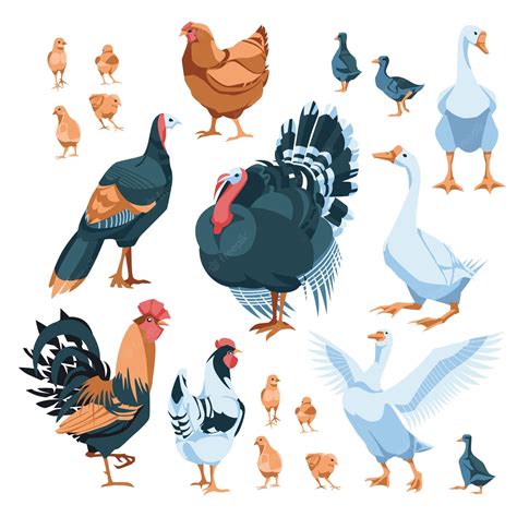 Pavos gansos gallina Continuara.org