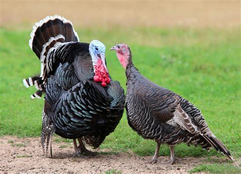 Pavos Continuara.org