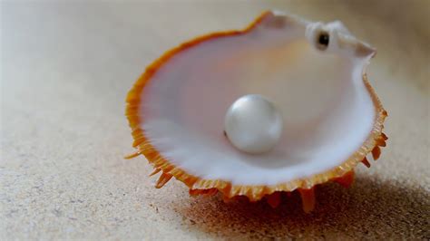 Perlas nacar Continuara.org