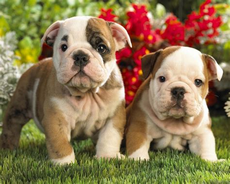 Perrita cachorritos Continuara.org