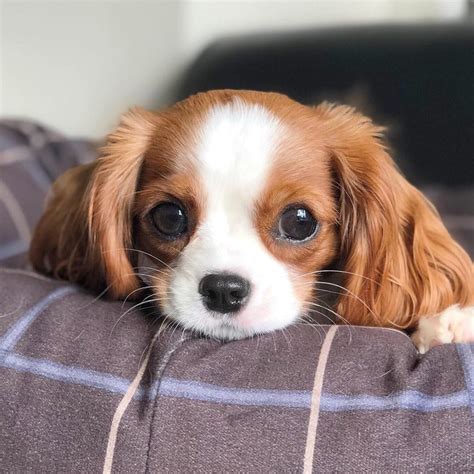 Perrito bebe Continuara.org