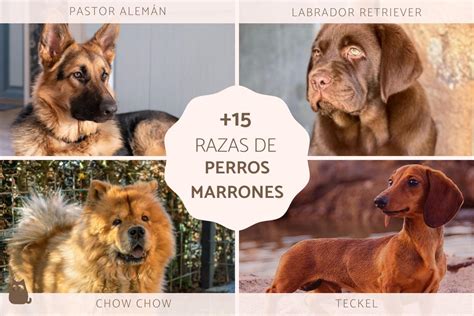 Perrito marron Continuara.org