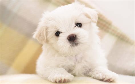 Perrito Continuara.org