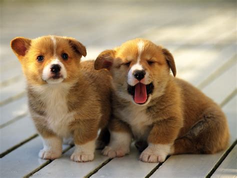 Perritos Continuara.org