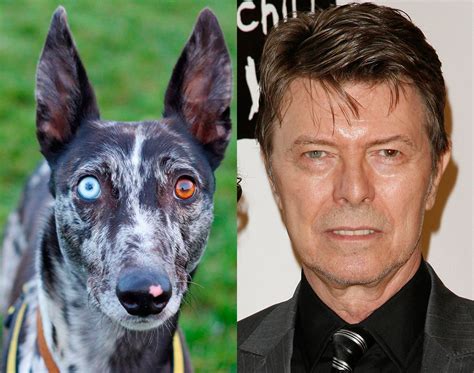 Perro bowie Continuara.org