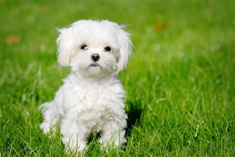 Perro chicco Continuara.org