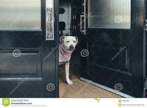 Perro contesta las Continuara.org