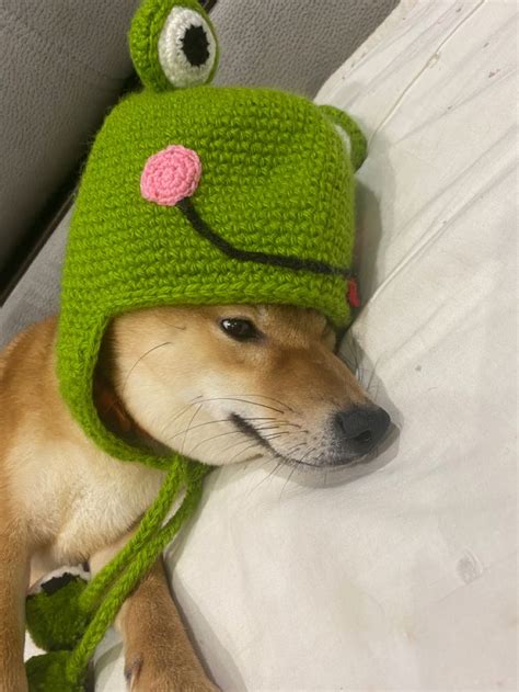 Perro gorrita Continuara.org