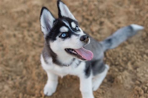 Perro husky Continuara.org