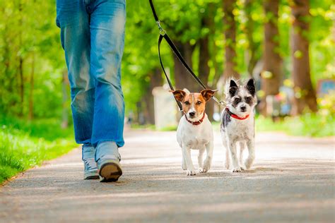 Perro paseo Continuara.org