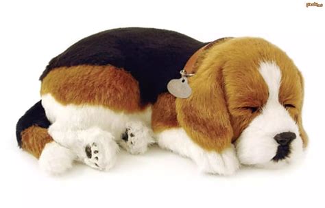 Perro peluche pie Continuara.org