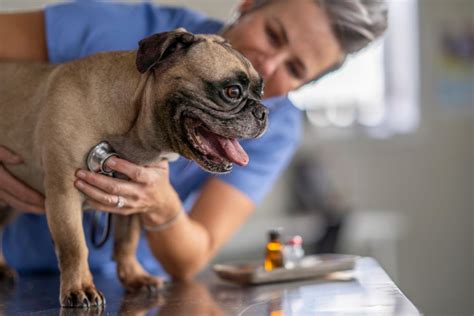 Perro respira Continuara.org