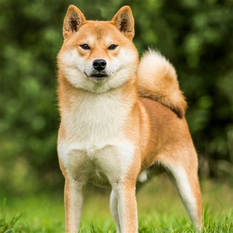 Perro Continuara.org