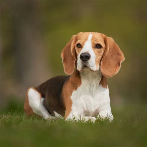 Perros Continuara.org