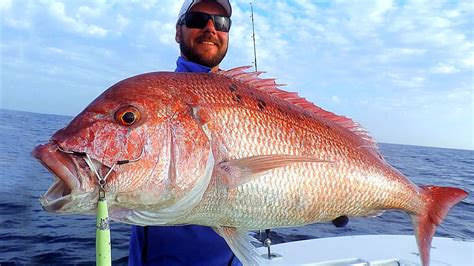 Pesca peces Continuara.org