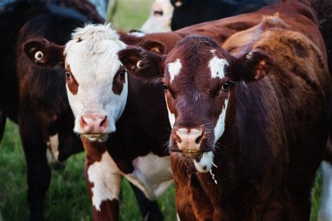 Piel vaca Continuara.org