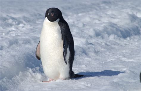Pinguino Continuara.org