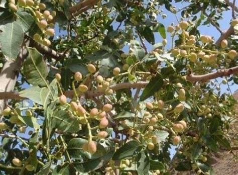 Pistacho injertado cornicabra Continuara.org
