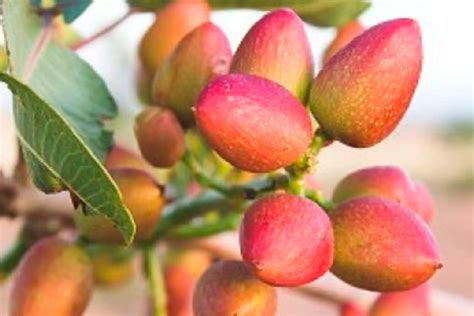 Pistacho injertado Continuara.org