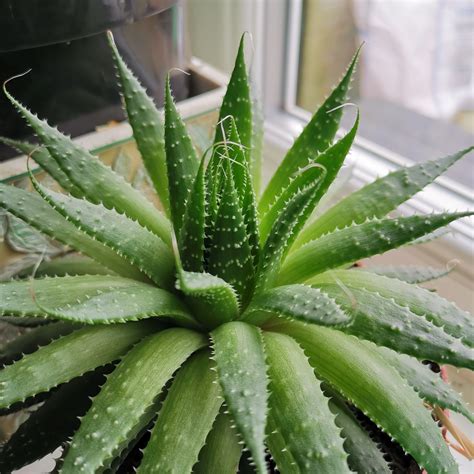 Planta aloe Continuara.org