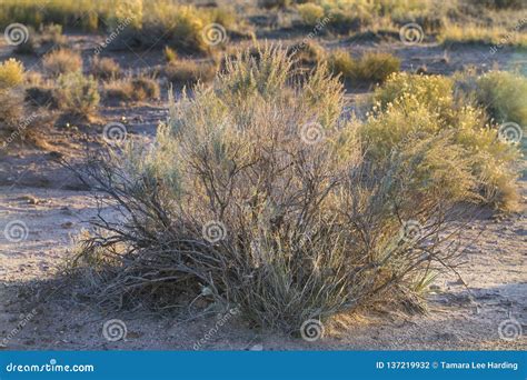 Planta arbusto desierto Continuara.org