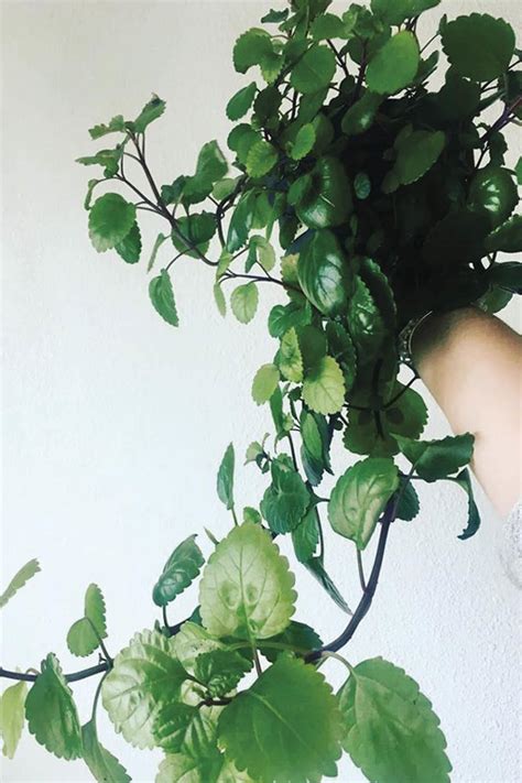 Planta colgante dinero Continuara.org