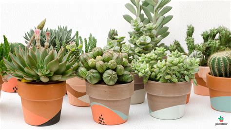 Planta crasa cactus Continuara.org