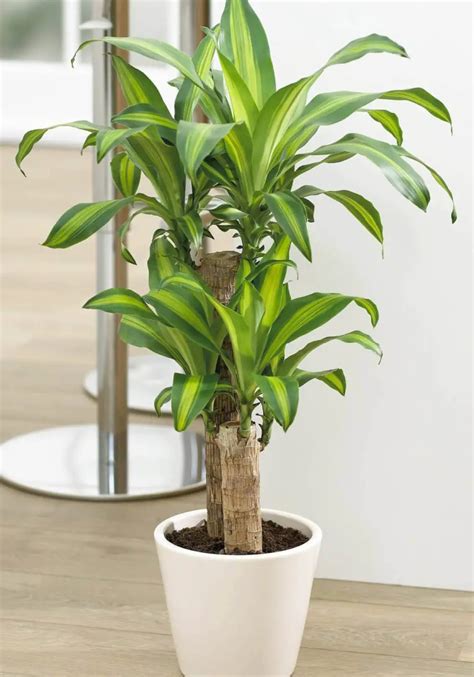 Planta decoracion Continuara.org