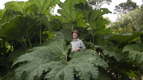Planta gigante exterior Continuara.org
