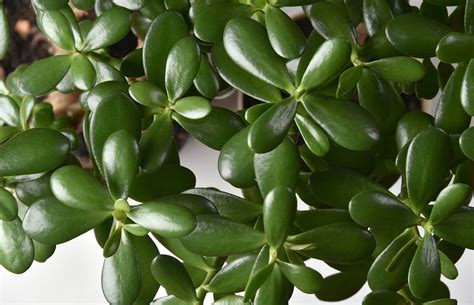 Planta jade Continuara.org
