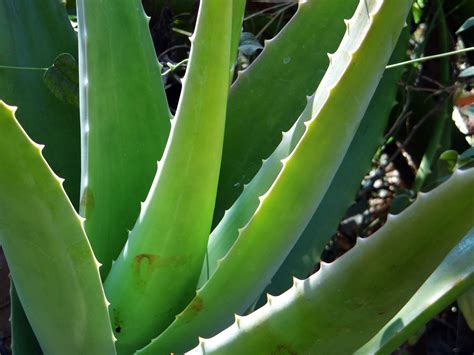 Planta natural Continuara.org