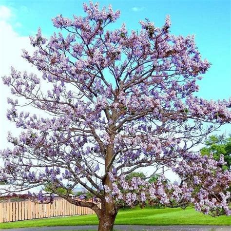 Planta paulownia elongata Continuara.org