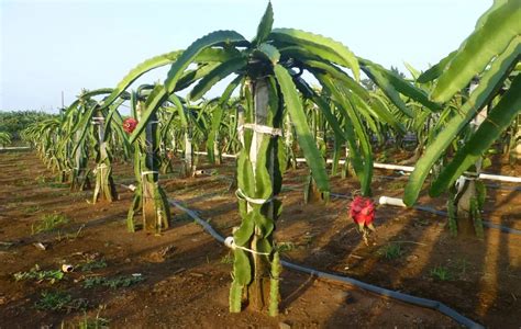 Planta pitaya Continuara.org