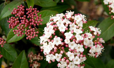 Planta viburnum Continuara.org