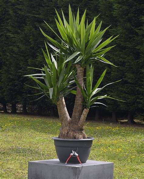 Planta yuca Continuara.org