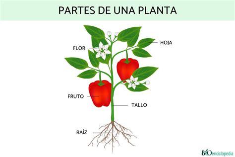 Planta Continuara.org