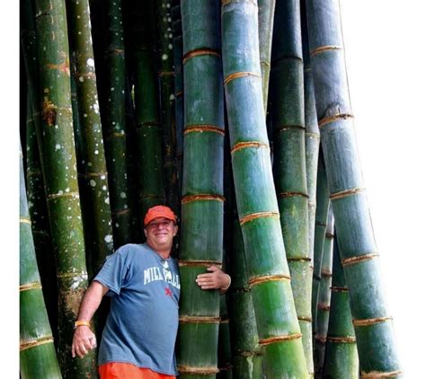Plantas bambu gigante Continuara.org