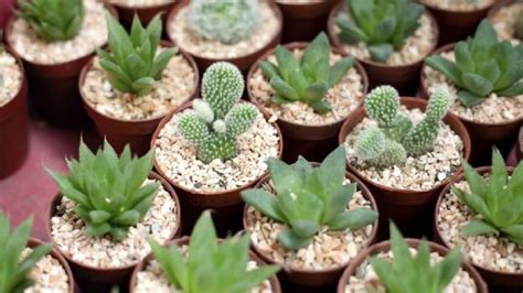 Plantas crasas cactus Continuara.org