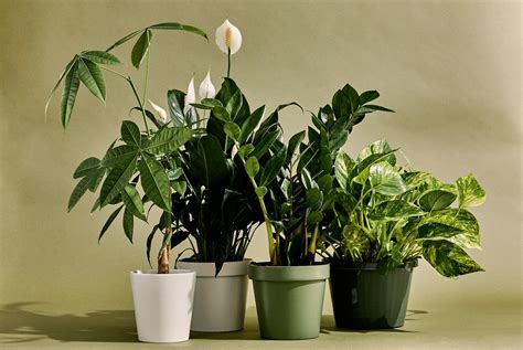 Plantas interior Continuara.org
