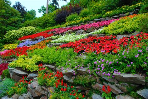 Plantas jardin Continuara.org