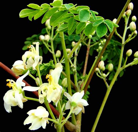 Plantas moringa Continuara.org