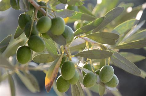 Plantas oliva Continuara.org
