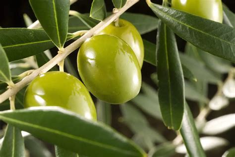 Plantas olivos Continuara.org