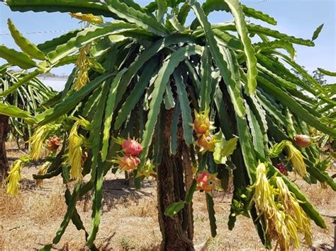 Plantas pitahaya Continuara.org