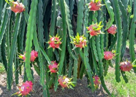 Plantas pitaya Continuara.org
