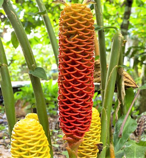 Plantas tropicales Continuara.org