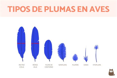 Plumas  esta Continuara.org